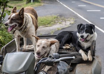Жануарларды өлтіргендер бес жылға сотталуы мүмкін