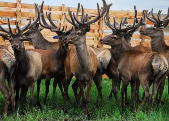 ШҚО-да 19 марал шаруашылығы жұмыс істеп тұр