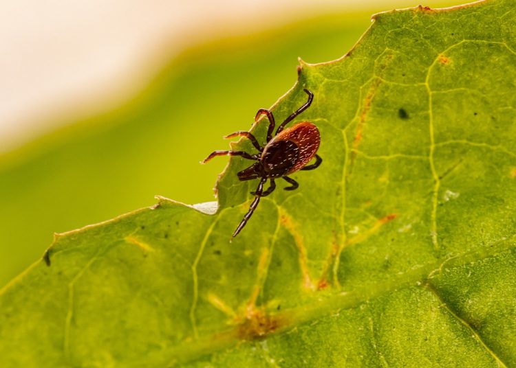 Фото: pixabay.com