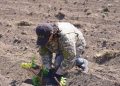 Жаңа жоба: Манат ауылының тұрғындары таңқурай көшеттерін отырғызды