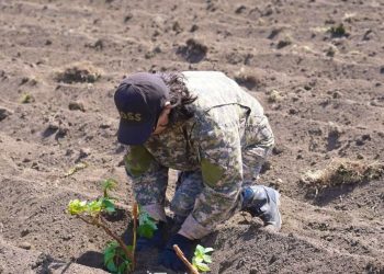 Жаңа жоба: Манат ауылының тұрғындары таңқурай көшеттерін отырғызды