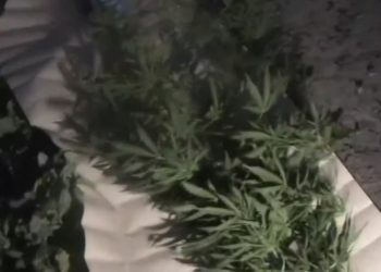 ШҚО тұрғыны ғаламтор арқылы тұқым алып, қарасора өсірген