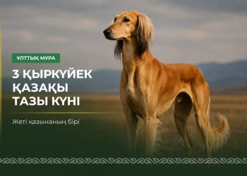 Елімізде алғаш рет Қазақ тазысы күні аталып өтеді