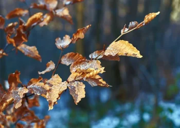 Үсік, көктайғақ, тұман: 7 қазанда ауа райы қандай болады?
